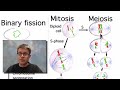 Cell Division
