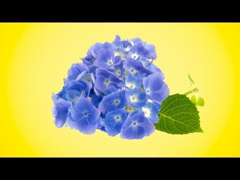 "Plants With Benefits: Juniper, Ivy, Hydrangea and A Tree You Can Tap!"