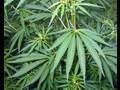 Legalizing Marijuana: Costs vs Benefits