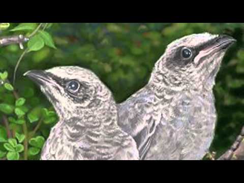 動物狂歡節-《林中杜鵑》Saint Saens: Carnival of the Animals~Le Coucou au fond des bois (Cuckoo in the Woods) - YouTube