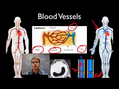 Circulatory System — bozemanscience