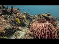 House Reef | Fish