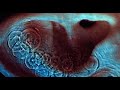 Pink Floyd Fearless .03 Meddle