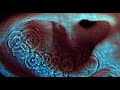 Pink Floyd Fearless .03 Meddle