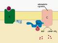 intracellular signaling