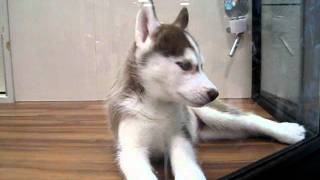 are huskies japwnese