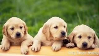 New Top 10Funny Dog Breeds Mating Girl And Attack Fail Compilation | 微电影 Always With Me 2016 #6925