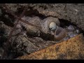 Video of Coconut octopus