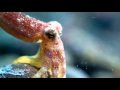 Video of Ocellate Octopus 