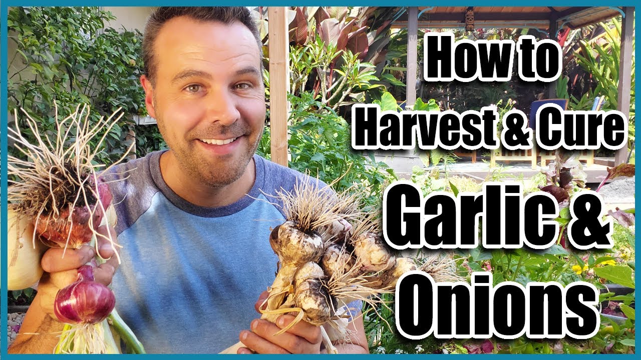 How to Harvest Garlic and Onions