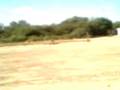 
QQ PAJA CASI SE CAE