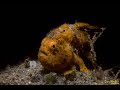 Video of Painted frogfish