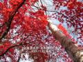 北大ポプラ並木と花木園紅葉／北海道大学紅葉＠映画の森てんこ森