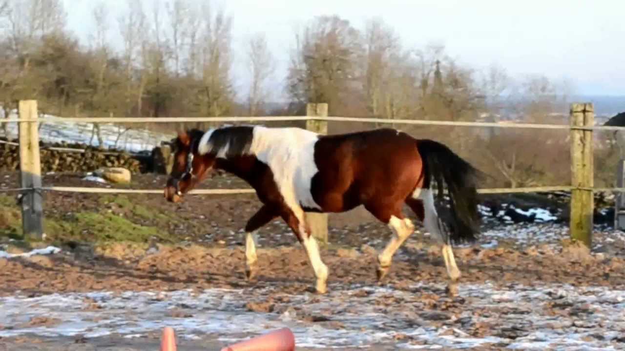 Arsouille ; Mon poney d'amour ♥ - YouTube