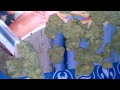Blueberry Kush- HD Weed