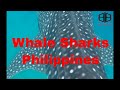 Video of Whale Sharks
