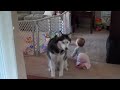 Dog imitates baby
