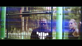 Kozi - R.A.D. Kozi - R.A.D.