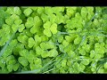 Feeling Groovy by Paul Simon and Art Garfunkel