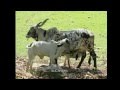 RANCHO LOS COYOLES, CEBÚ SARDO NEGRO GYR LECHERO..mpg