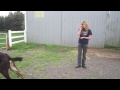 Blackjack the Trick Goat (how to train your goat to do tricks)
