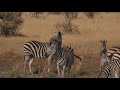 Drenched and Dry Africa (African Wildlife Documentary)