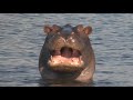 Drenched and Dry Africa (African Wildlife Documentary)
