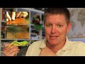 Kinematics of Grasshopper Hops - Smarter Every Day 102