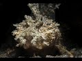 Video of Spiny Devilfish