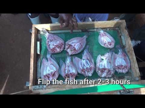 Postharvest Fish Handling and Technologies