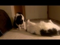 Oreo and Shadow wrestling