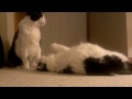 Oreo and Shadow wrestling