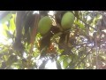 INDIAN MANGO TREE VIDEO