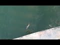 Djhighme Sharking crew Huntington beach thresher shark fish