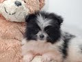 SWRNC-Tuesday Afternoon VLOG-Should My Friend Pete Get A New Dog?-HELP! SWRNC