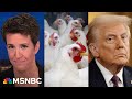 Trump cuts communication from health agencies despite growing bird flu threat