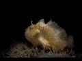 Video of Abantennarius coccineus