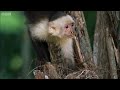 Capuchin Monkeys - Wild Caribbean - BBC
