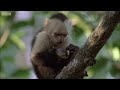 Capuchin Monkeys - Wild Caribbean - BBC