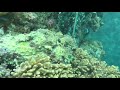 Video of stonefish