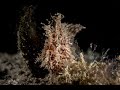 Nudiantennarius subteres Frogfish Feeding | Ocellated Frogfish