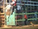 EL CABRITO TORO EXPORTADO A MÉXICO. LOS TAURINOS MONTA DE TOROS COSTA RICA
