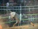 EL CABRITO TORO EXPORTADO A MÉXICO. LOS TAURINOS MONTA DE TOROS COSTA RICA