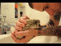 Hedgehog Bath Time