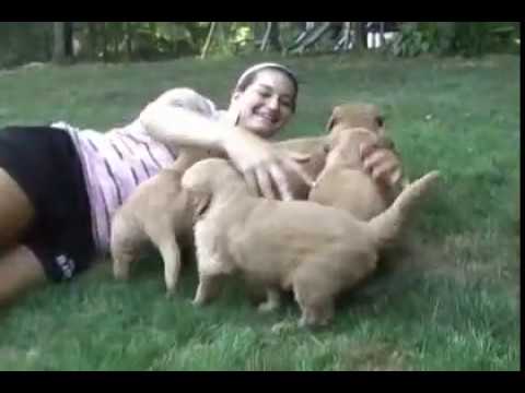 cute golden retriever puppy pics. Golden Retriever Puppies!