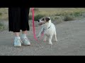 Useful Dog Tricks performed by Jesse (Original Video)