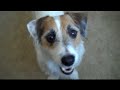 Useful Dog Tricks performed by Jesse (Original Video)