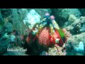 Video of mantis shrimp 