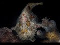 Abantennarius coccineus | Spotfin Frogfish