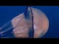 Poumon de Mer | Méduse Poumon